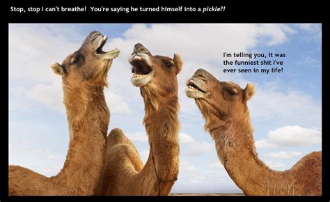 funny camel videos|funny camel hump day.